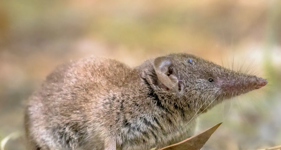 Weisszahnspitzmaus (Crocidura suaveolens). Cevennes, France. Credits: CreativeNature_nl.